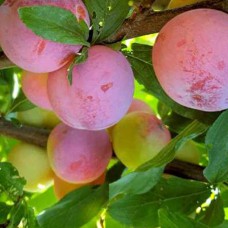 Саджанці диплоїдної сливи Суперіор (привитий) - 1-річний