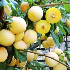 Саджанці диплоїдної сливи То-Че-Сан (привитий) - 1-річний