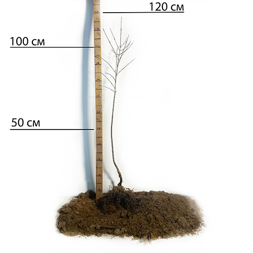 Саджанці кизилу Володимирський - 1-річний