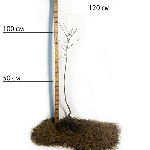 Саджанці кизилу Світлячок - 2-річний