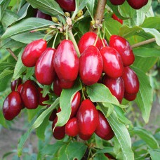 Саджанці кизилу Елегантний (привитий) - 1-річний