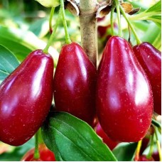 Саджанці кизилу Гренадер (привитий) - 1-річний