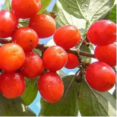 Саджанці кизилу Кораловий Марка (привитий) - 1-річний