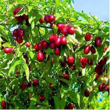 Саджанці кизилу Михайлівський (привитий) - 1-річний