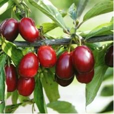 Саджанці кизилу Миколка (привитий) - 1-річний