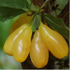 Саджанці кизилу Ніжний (привитий) - 1-річний