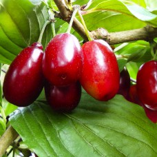 Саджанці кизилу Олена (привитий) - 1-річний