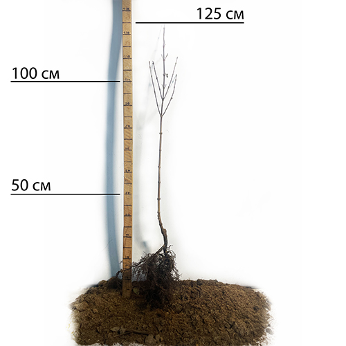 Саджанці кизилу Лук'янівський (привитий) - 2-річний