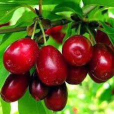 Саджанці кизилу Світлячок (привитий) - 1-річний