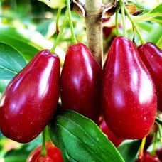 Саджанці кизилу Володимирський (привитий) - 1-річний