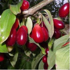 Саджанці кизилу Видубицький (привитий) - 1-річний