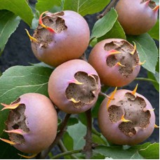 Саджанці мушмули Голландський Гігант (привитий) - 1-річний