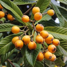 Саджанці мушмули Японська (привитий) - 1-річний