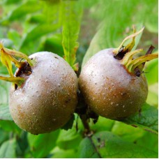 Саджанці мушмули Кавказька (привитий) - 1-річний