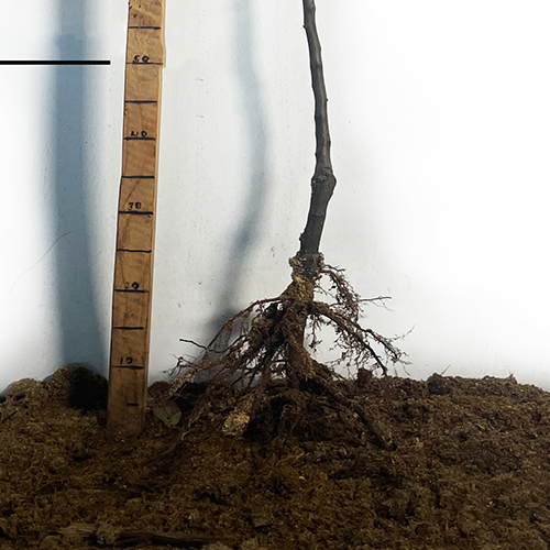 Саджанці мушмули Японська (привитий) - 1-річний