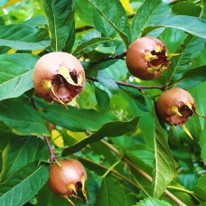 Саджанці мушмули Німецька (привитий) - 1-річний