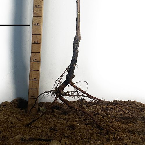 Саджанці нектарину Хард Блейзер (привитий) - 1-річний