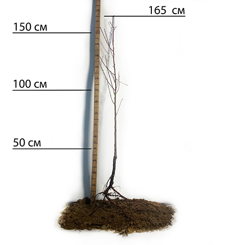 Саджанці нектарину Хард Блейзер (привитий) - 1-річний