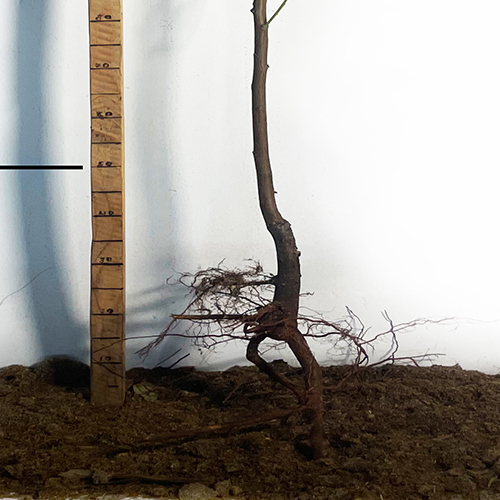 Саджанці нектарину Месембріне (привитий) - 2-річний