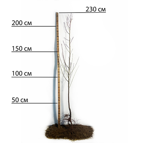 Саджанці нектарину Месембріне (привитий) - 2-річний