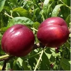 Саджанці нектарину Алі Топ (привитий) - 1-річний