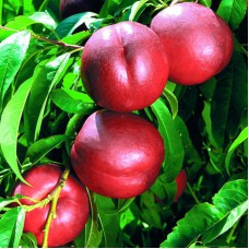 Саджанці нектарину Біг Хейвен (привитий) - 1-річний