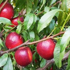 Саджанці нектарину Біг Топ (привитий) - 1-річний