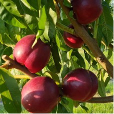 Саджанці нектарину Екстрим Ред (привитий) - 1-річний