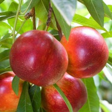 Саджанці нектарину Фентезі (привитий) - 1-річний