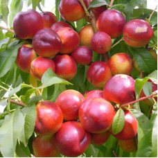 Саджанці нектарину Флейвор Топ (привитий) - 1-річний