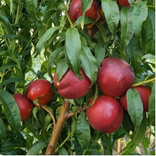 Саджанці нектарину Геа (привитий) - 1-річний