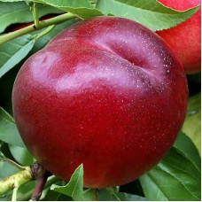 Саджанці нектарину Хард Блейзер (привитий) - 1-річний