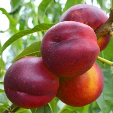 Саджанці нектарину Харко (привитий) - 1-річний