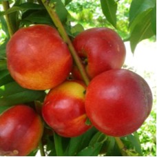 Саджанці нектарину Хемус (привитий) - 1-річний