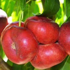 Саджанці нектарину Концеттіна (привитий) - 1-річний