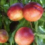 Саджанці нектарину Київський (привитий) - 2-річний