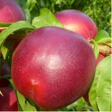 Саджанці нектарину Лола (привитий) - 1-річний