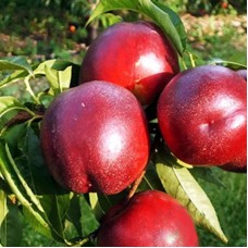 Саджанці нектарину Медведівський (привитий) - 1-річний