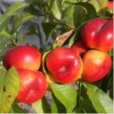 Саджанці нектарину Месембріне (привитий) - 1-річний