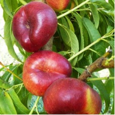 Саджанці нектарину Оріола (привитий) - 1-річний