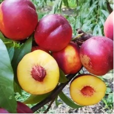 Саджанці нектарину Покахонтас (привитий) - 1-річний