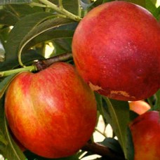 Саджанці нектарину Рубіновий 8 (привитий) - 1-річний