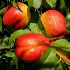 Саджанці нектарину Скіф (привитий) - 1-річний