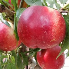 Саджанці нектарину Сноу Дроп (привитий) - 1-річний