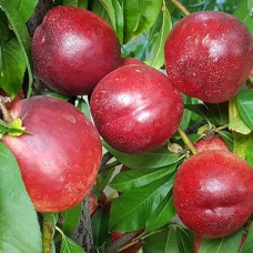 Саджанці нектарину Сноу Квін (привитий) - 1-річний