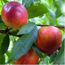 Саджанці нектарину Сноу Квін Перфект (привитий) - 1-річний