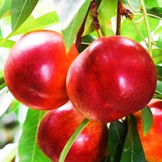 Саджанці нектарину Ванг-8 (привитий) - 1-річний