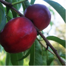 Саджанці нектарину Венус (привитий) - 1-річний