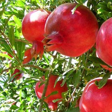 Саджанці гранату Ак-дона (черенкований) - 1-річний