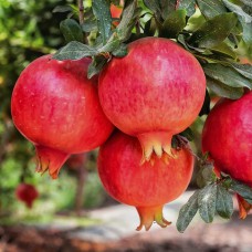 Саджанці гранату Азіатський (черенкований) - 1-річний